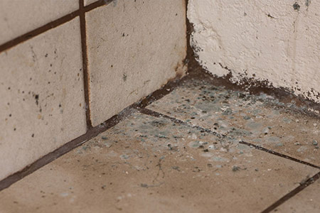Mold Growth in Your Home