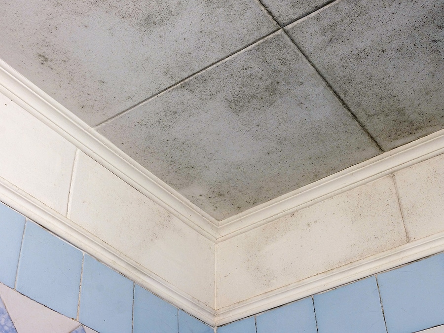 What To Do If You See Mold In Your Home Or Business