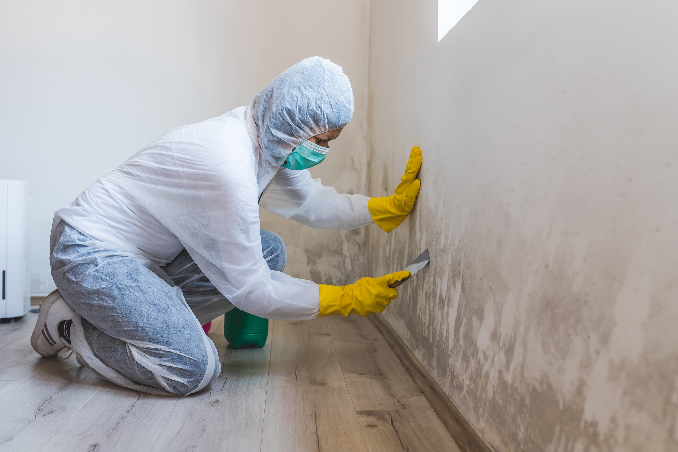 Why Mold Needs to be Removed From Your Business Quickly