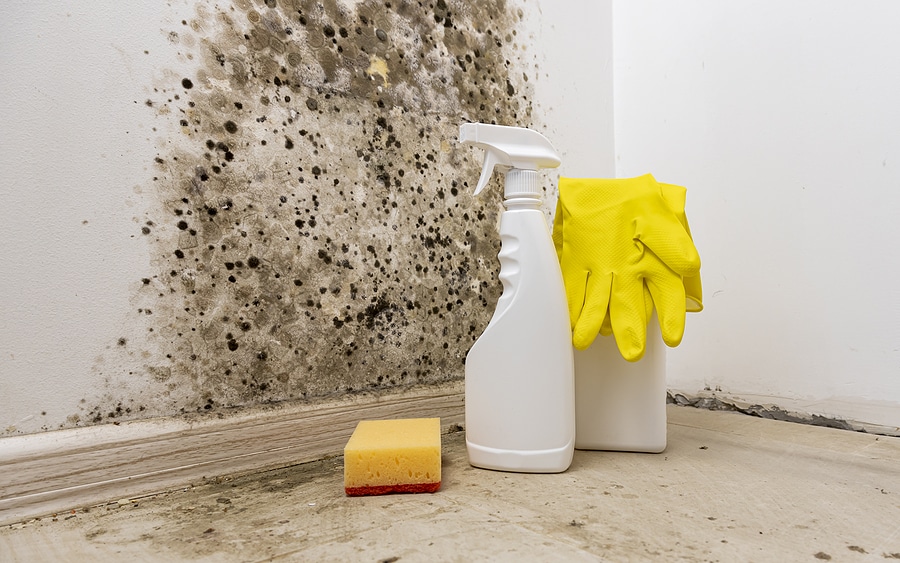 Mold Removal and Remediation